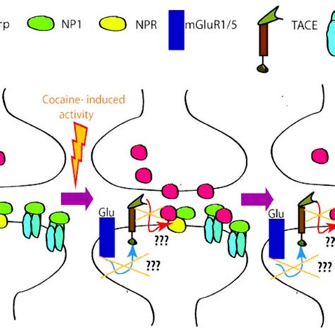 Model For Pentraxin Function Synaptic Activity Induces The Release Of