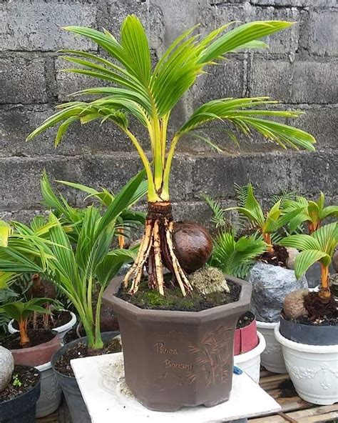 Bonsai Kelapa Tanpa Batok