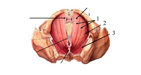 Pelvic Diaphragm Muscles Diagram Quizlet