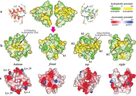 Distribution Of Molecular Hydrophobicity And Electrostatic Potential On