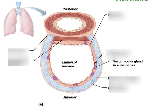 Lab 5 Trachea Diagram Quizlet