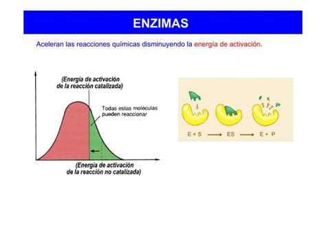 Enzimas Y Actividad Enzim Tica Ppt