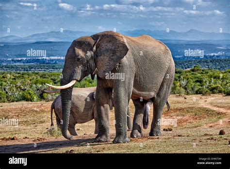 Big Male African Bush Elephant Hi Res Stock Photography And Images Alamy