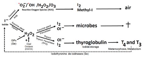 Fate of iodide as antioxidant and oxidant. Abbreviations. ˙ O2 − ...