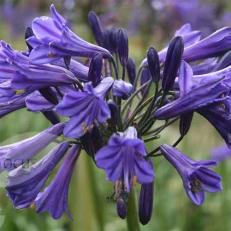 Agapanthus Black Pantha Plant Lovers Garden