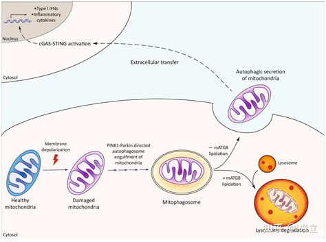 If 17 694 ｜又一个热点！看线粒体质量控制如何发sci：自噬性分泌选择性降解介导线粒体清除 知乎