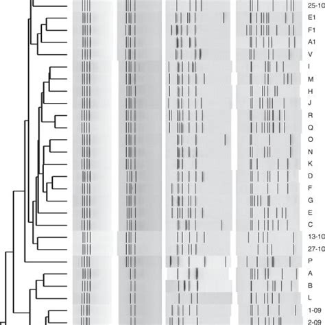 Dendrogram Based On The Similarity Of Pcr Fingerprinting Patterns Of S