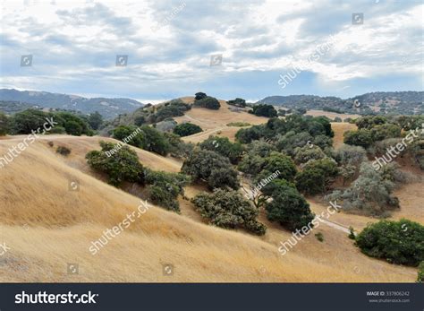 Rolling Hills With Coastal Live Oak Trees In Central California The