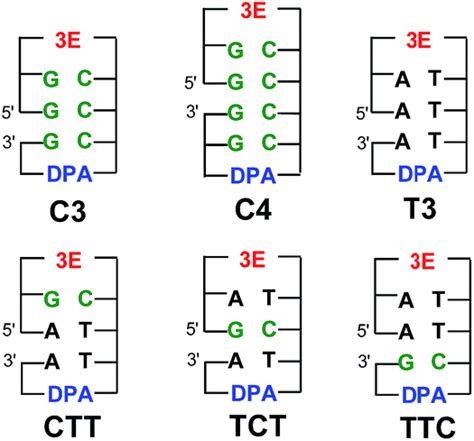 Charge Transfer Dynamics In DNA Revealed By Time Resolved Spectroscopy