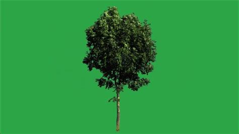 Tree Green Screen Video Green Screen Tree Tree Green Screen Effect Kinemaster P 18 Youtube