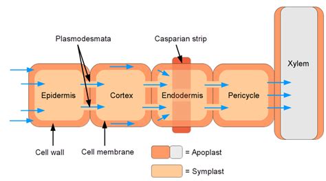 Difference Between Apoplast And Symplast Definition Process Characteristics