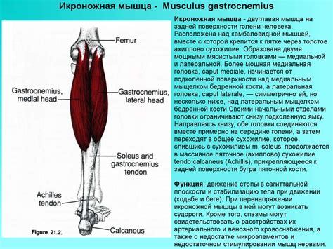 Мышцы нижней конечности - online presentation