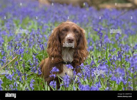 Dog Springer Spaniel In A Bluebell Wood Stock Photo Alamy