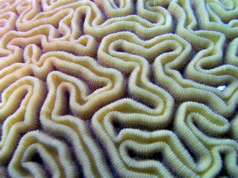 Pin By Darina Bc On Sea Shapes Brain Coral Patterns In Nature Sea