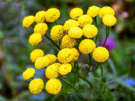 14 Yellow Flowering Herbs The Most Beautiful Herbs With Yellow Flowers