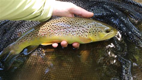 Soft Hackles Late Spring PA Fly Fishing Trout Haven