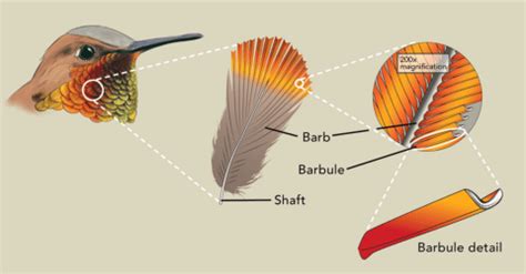 What Is the Essence of Iridescence? Ask a Hummingbird | Living Bird ...