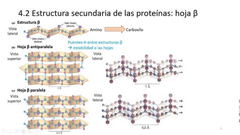 Hoja Beta Estructura Secundaria De Las Prote Nas Youtube