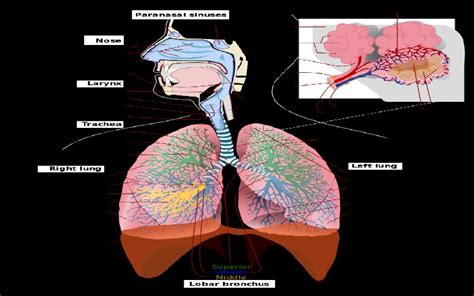 Parts Of The Respiratory System And Their Functions