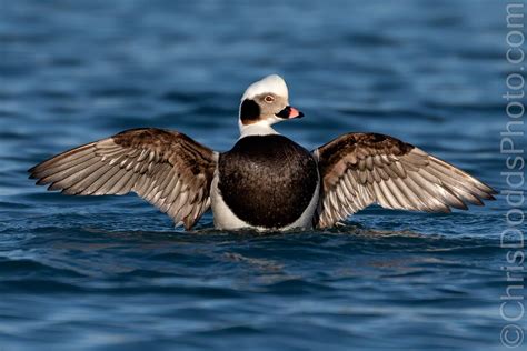 Long-tailed Duck — Nature Photography Blog