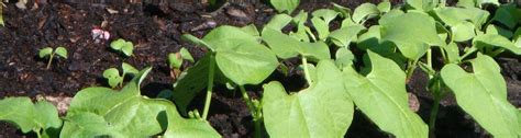 It's Time to Plant Your Fall Vegetable Garden - UF/IFAS Extension ...