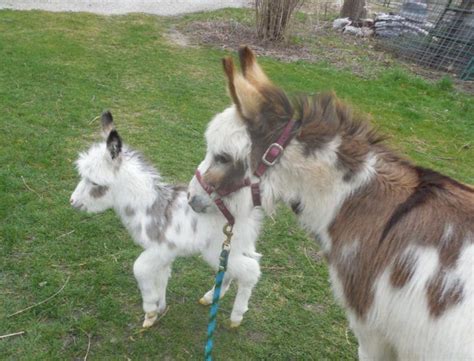Mini Donkeys For Sale In Iowa Miniature Donkey Breeder Sunny G