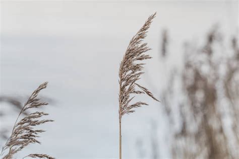 buffeted stock  pictures royalty  images istock