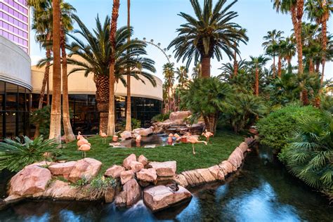 Flamingo Wildlife Habitat Las Vegas Photos Reviews And Information