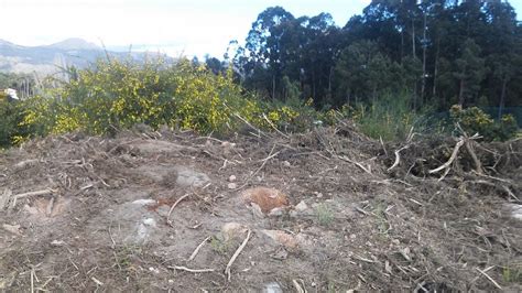 Muere un hombre en Nigrán tras caerse de un árbol en su finca