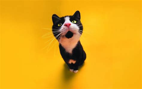 Фотографии с симпатичными котиками | Кошачьи обои, Милые котики ...