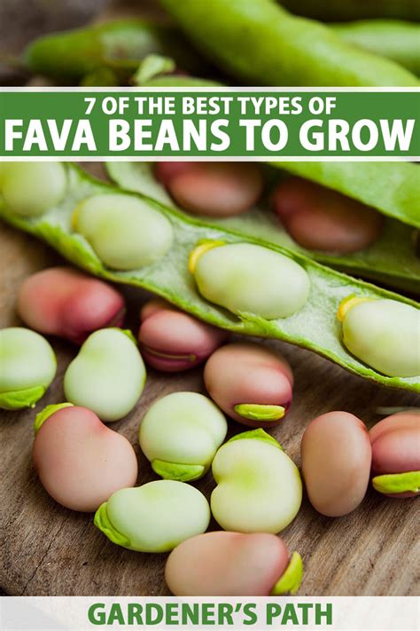 7 Of The Best Types Of Fava Beans Gardeners Path