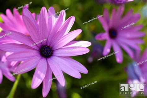 Osteospermum Mauve Coloured Flowers Growing Outdoor Stock Photo