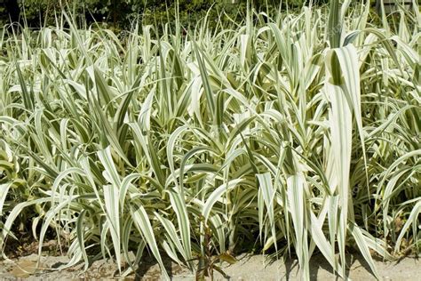 Hierba De Caña Gigante Arundo Donax Variegata 2022