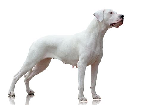 Todo Sobre La Raza Dogo Argentino