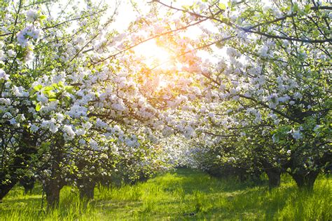 Fondos De Pantalla Jardíns Primavera Floración De árboles Hierba Rama Naturaleza Descargar Imagenes