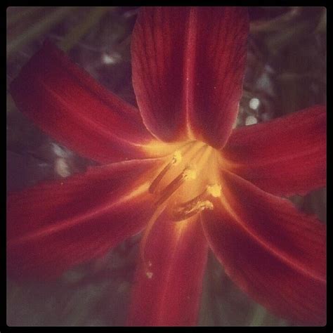 Blood Flower Photograph By Kristina Martin Fine Art America