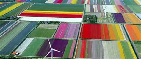 Tulip fields in Holland | Tulip fields, Kids rugs, Contemporary rug