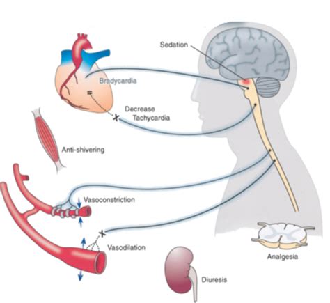 3 Different Responses Caused By α 2 Adrenoceptors The Location For A Download Scientific