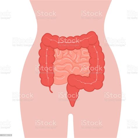 Anatomie Du Côlon Icône De Lintestin Organe Interne Humain Santé