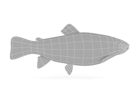 3d Fish Trout Model Turbosquid 1641435