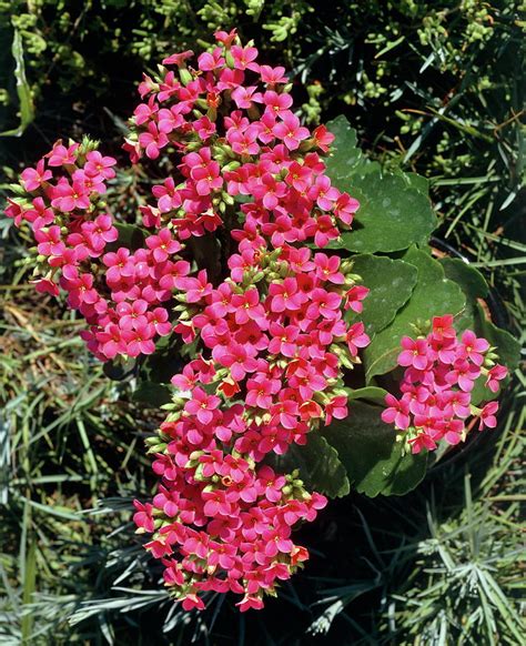 Kalanchoe Flowers Kalanchoe Sp Photograph By David Hendersonscience