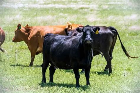 Trichomoniasis In Cattle Causes Signs Diagnosis And Treatment