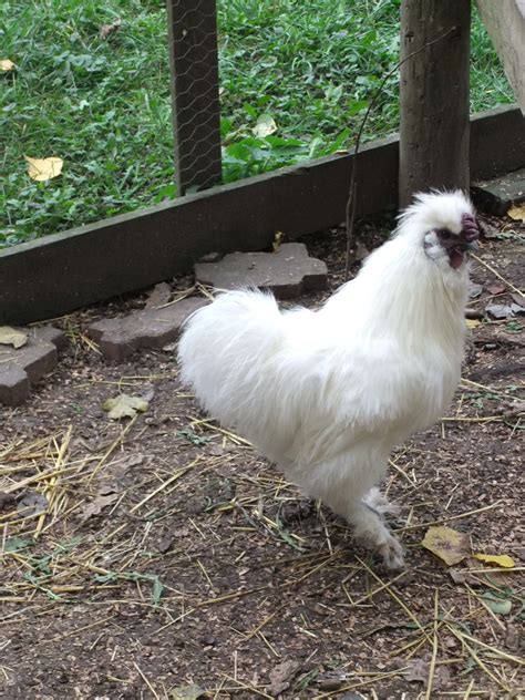 Bragoon White Silkie Roo Backyard Chickens Learn How To Raise Chickens