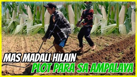 Buhay Bukid Pagplot Sa Ampalayahan At Pagtatanim Ng Mais Lagkitan