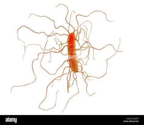 La Bacteria Clostridium Difficile Con Peritrichous Flagelos Equipo De