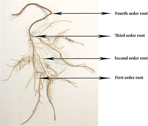 Primary Root System