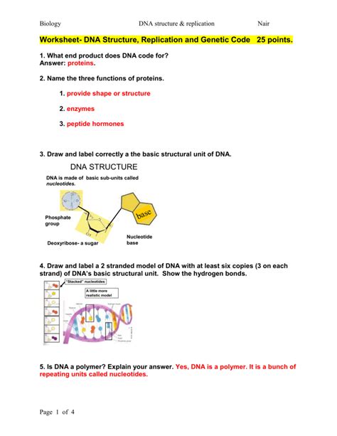 Dna Structure And Replication Worksheet