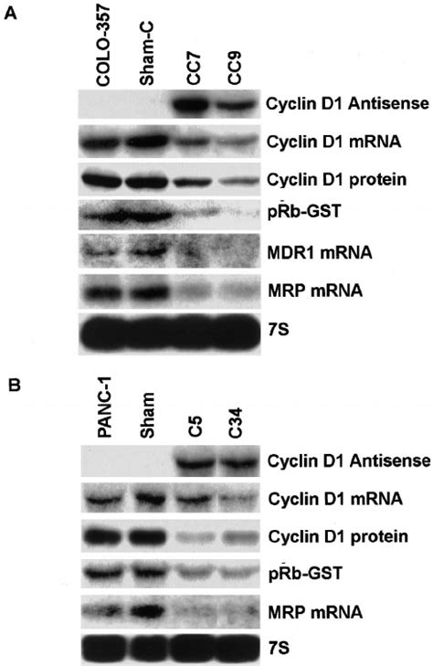 Effects Of Cyclin D1 Antisense Expression On MDR 1 And MRP MRNA Levels