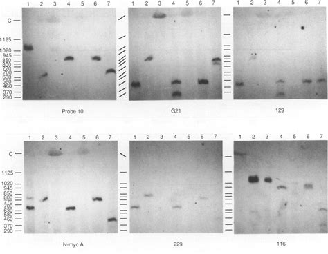 Examples Of The Southern Blot Hybridization Of The Genomic DNA Derived