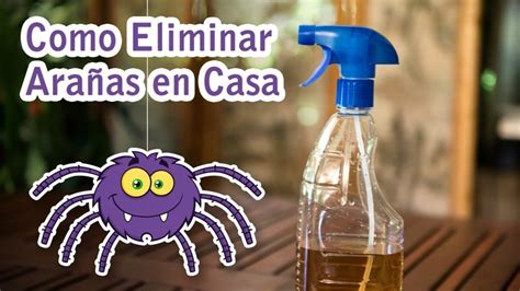 Los Mejores Insecticidas Para Deshacerse De Las Ara As De Forma Segura